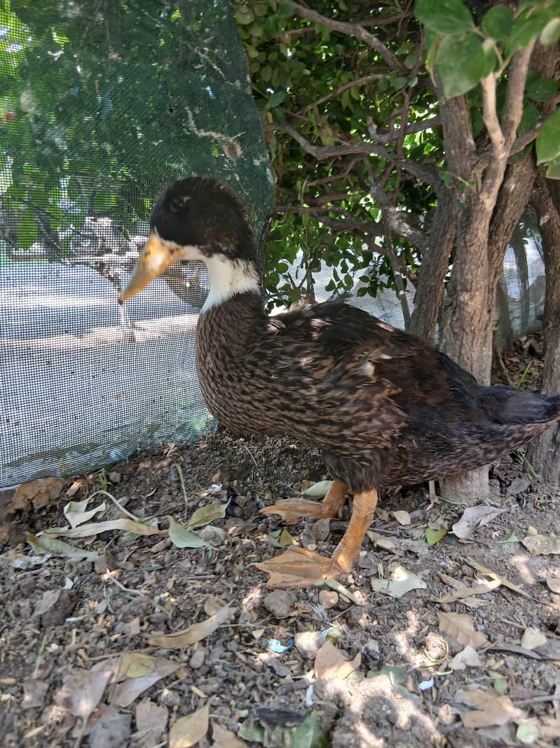Ducks 0