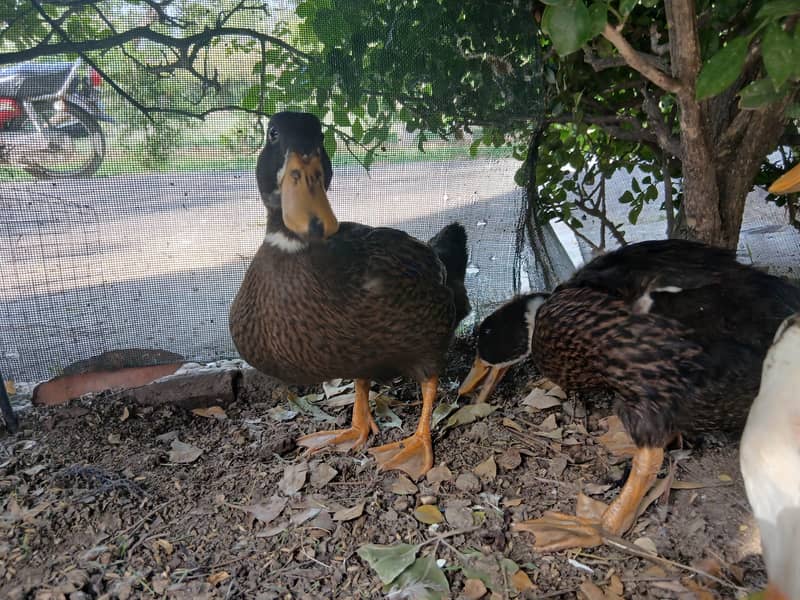 Ducks 1