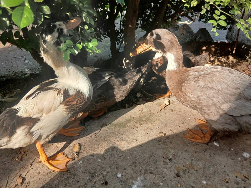Ducks 2