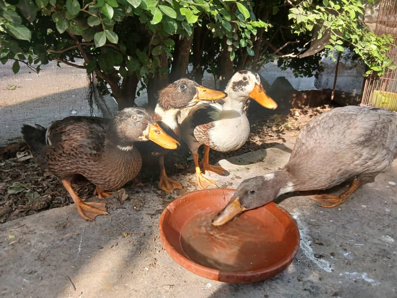 Ducks 3