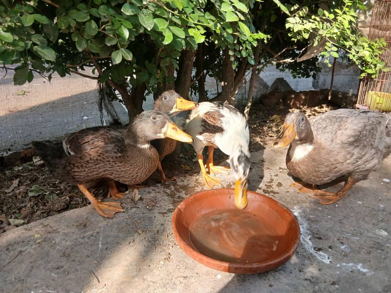 Ducks 4