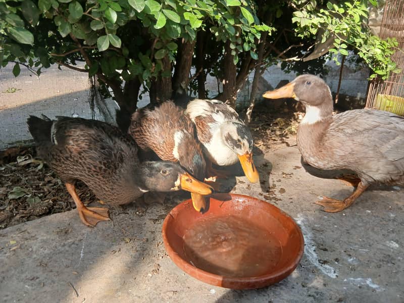 Ducks 5