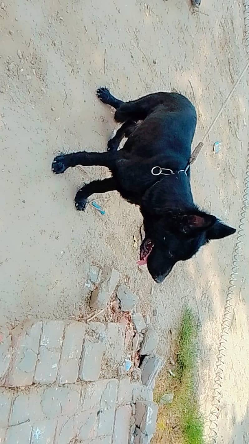 German Shepherd 2