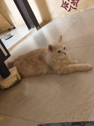 Persian Breeder Female