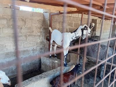 beautifull long heighted goat with 1 female kid