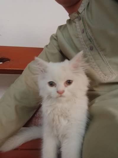 kittens for sale
