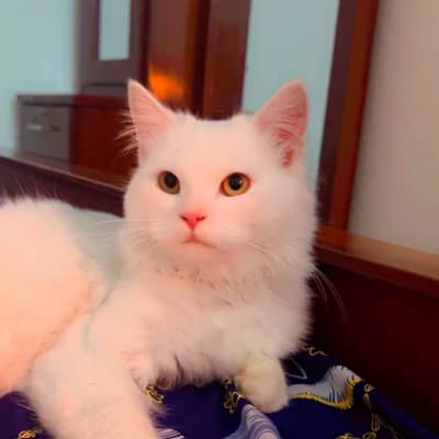 persion cat white long hairs 1  year  gender male litter trained