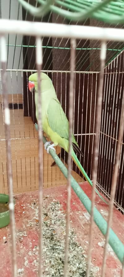 Parrot for sale