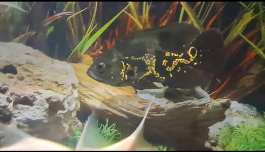 Tiger Oscar For sale