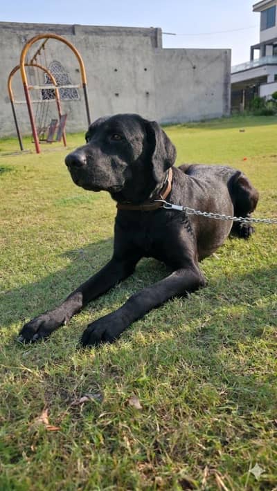full balck labrador male doge for sell