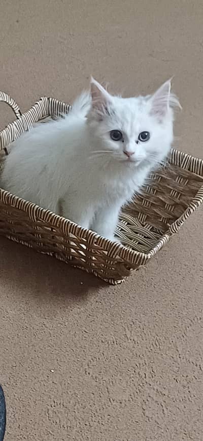 Persian white kitten  cute