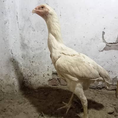 white peepar shamo breedar female