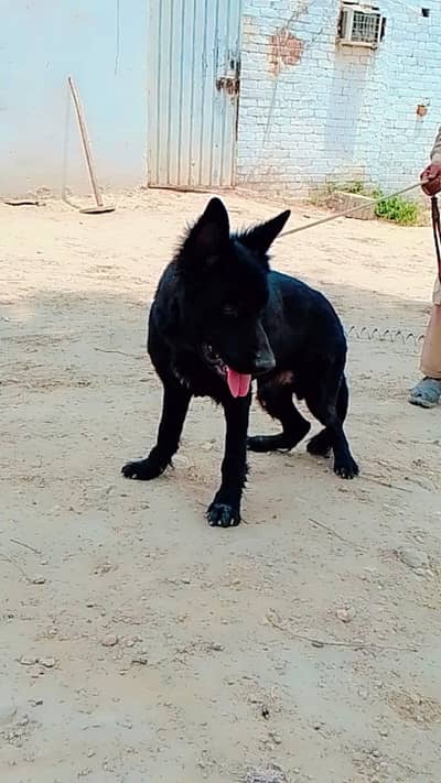 German Shepherd