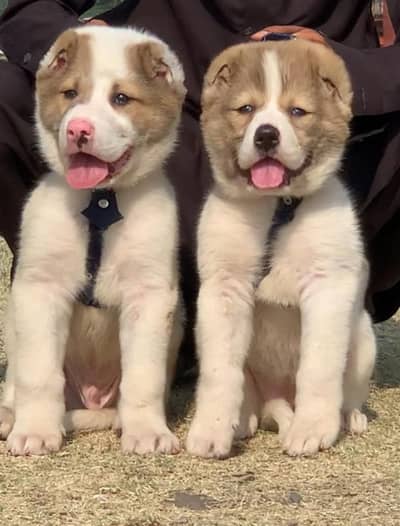 Alabai puppy | security dog | alabai pair for sale