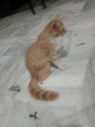 parshiyan kitteny
