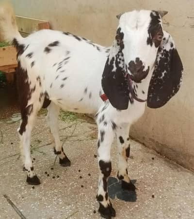 Cheena goat for sale