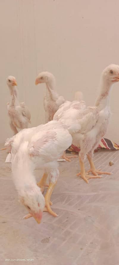 White O Shamo Chicks for Sale