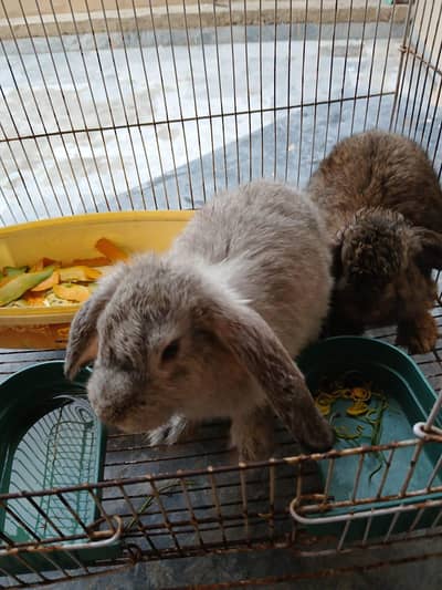 Holland Lop Rabbits (Bunny) breeder Pair