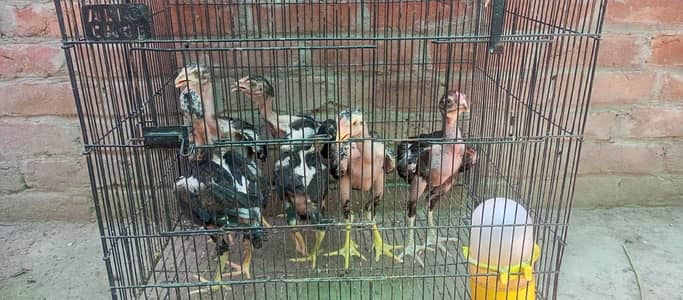 Aseel chicks