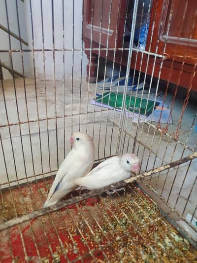 love bird for sale