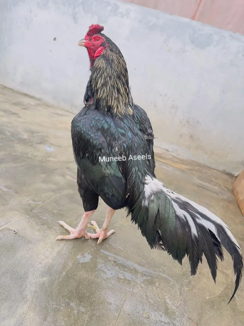 Mushka Aseel Patha Mianwali Lasani Mushka Murga Patha 03098573144 — photo 7