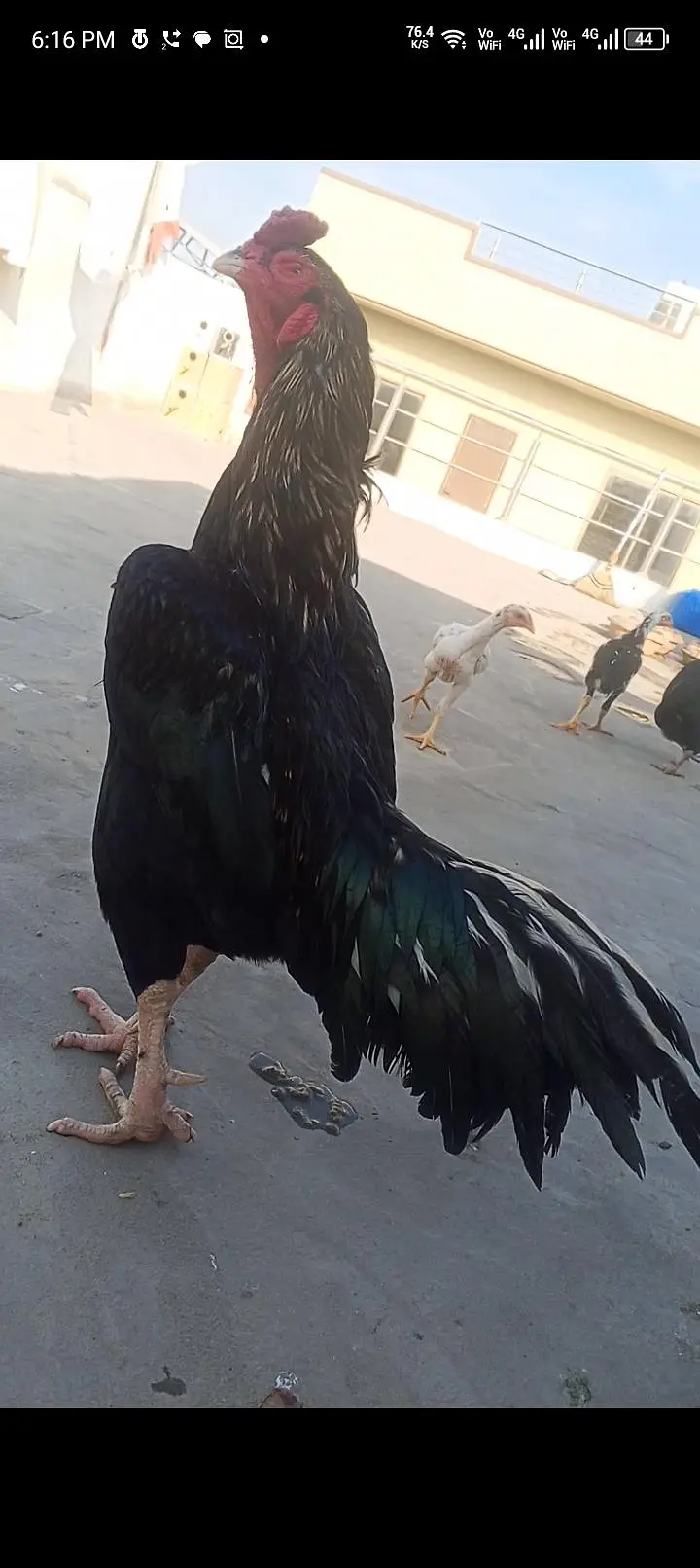Mushka Aseel Patha Mianwali Lasani Mushka Murga Patha 03098573144 — photo 8