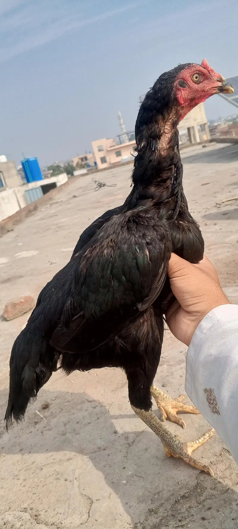 Mushka Aseel Patha Mianwali Lasani Mushka Murga Patha 03098573144 — photo 10