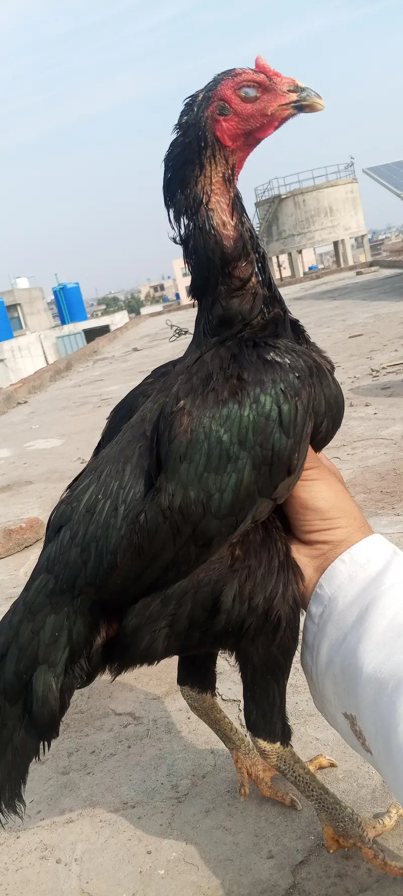 Mushka Aseel Patha Mianwali Lasani Mushka Murga Patha 03098573144 — photo 12