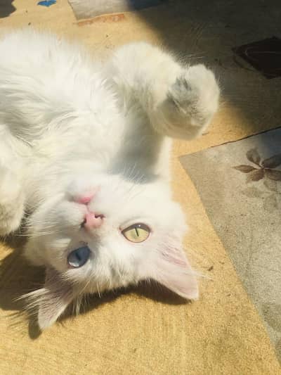 Odd eyes Persian