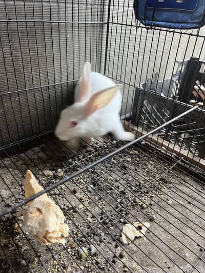 10 Rabbits