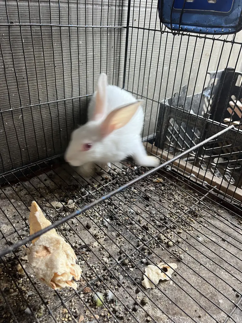 10 Rabbits