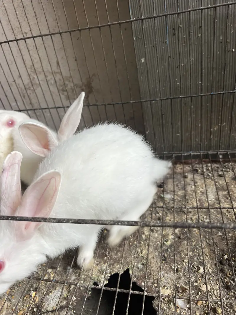 10 Rabbits — photo 2