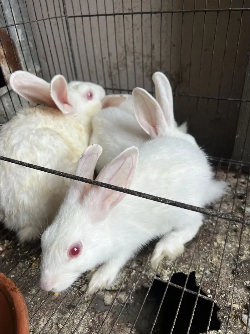 10 Rabbits — photo 3