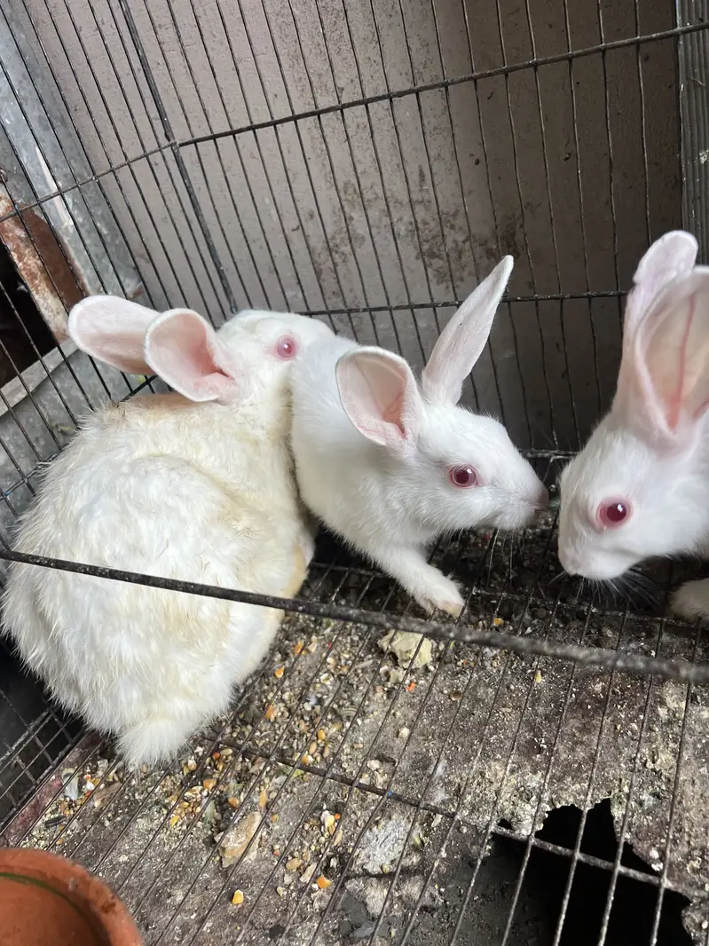 10 Rabbits — photo 4