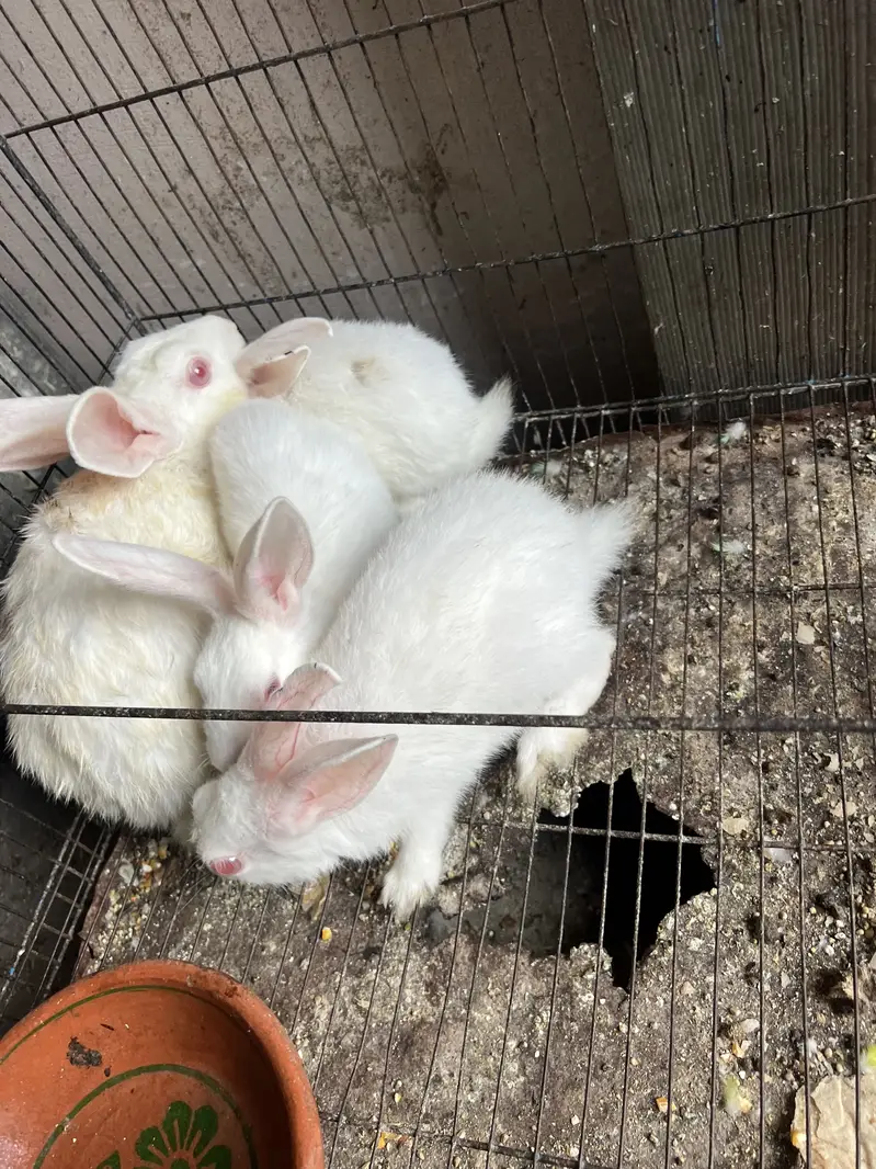 10 Rabbits — photo 5