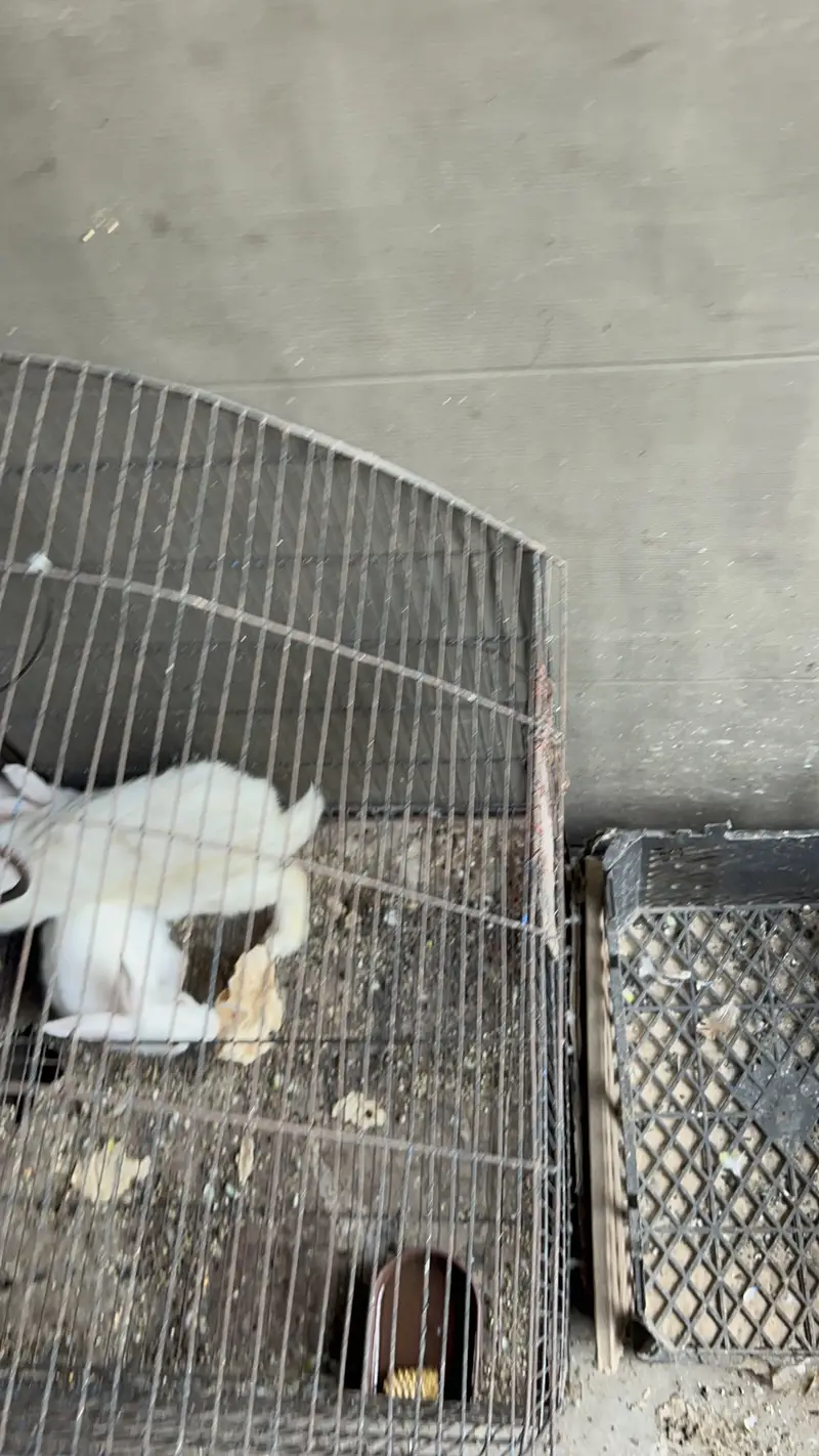 10 Rabbits — photo 6