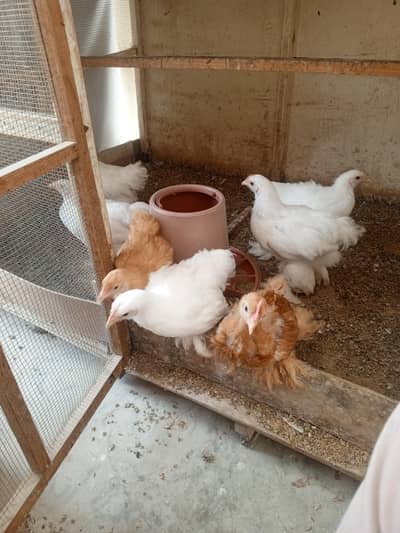 Cochin chicks aur breeders