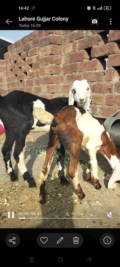 2 goat for sell arjant