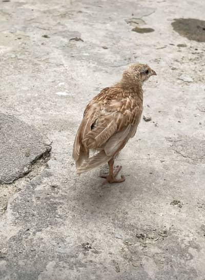 Irani bacha
