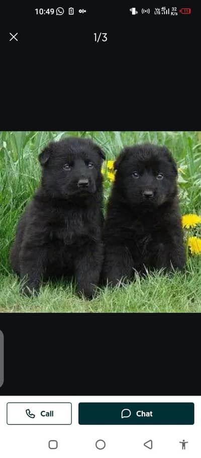 German Shepherd dog for sale03214390746 my WhatsApp number