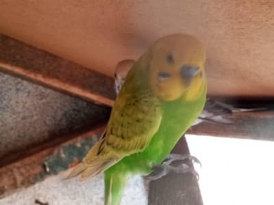 budgies for sale urgent