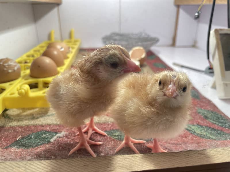 Chicks 0