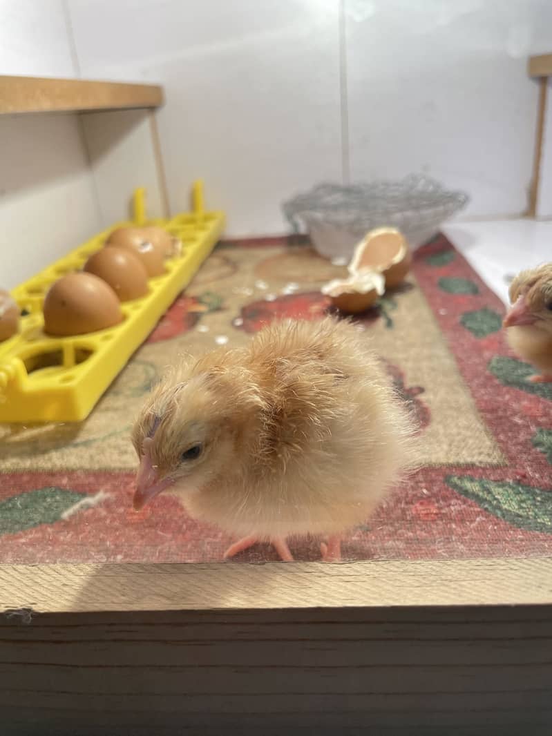 Chicks 1