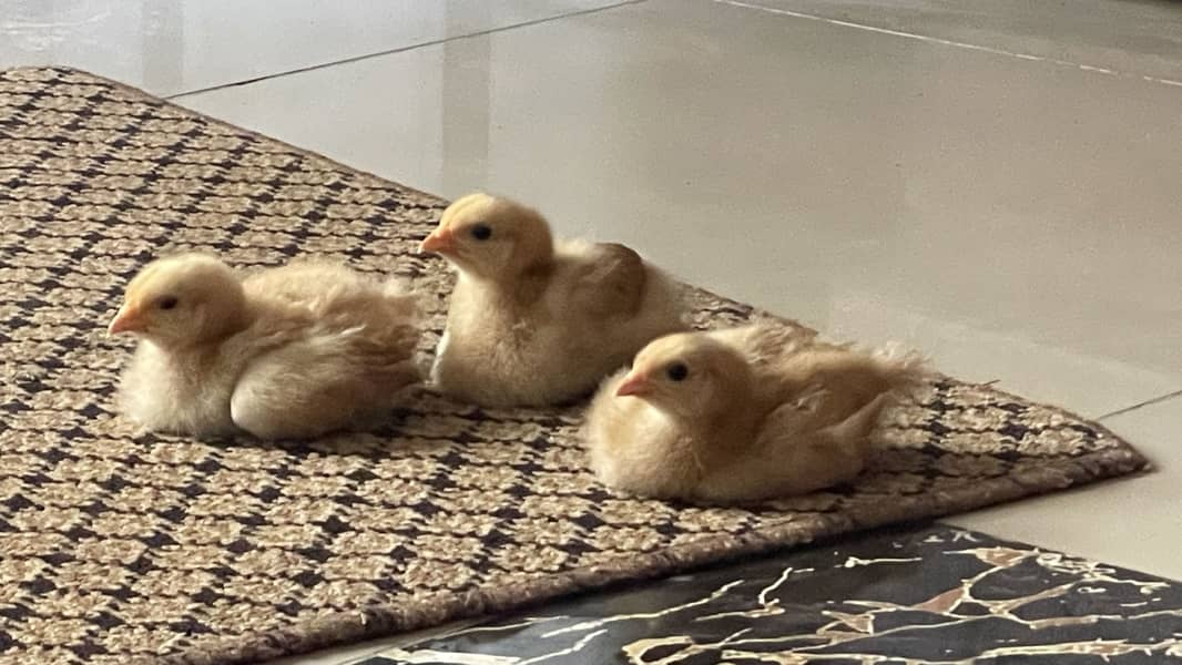 Chicks 2