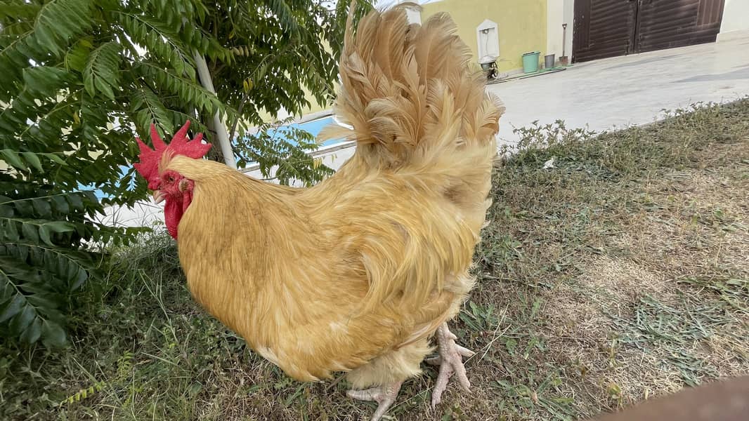 Chicks 3
