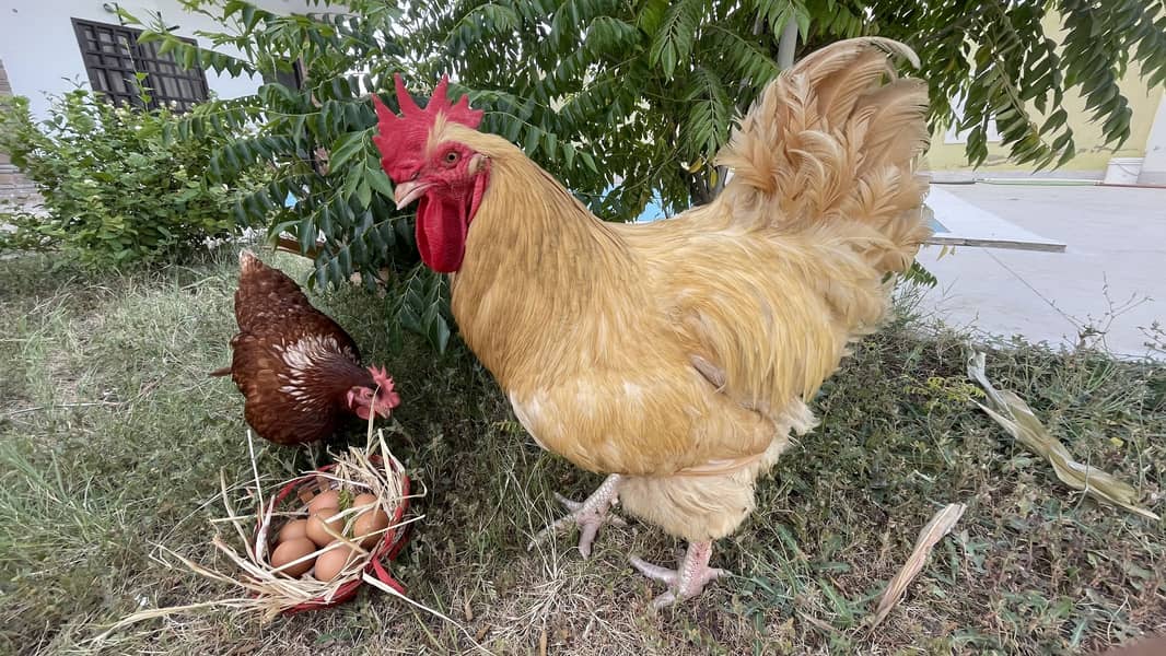 Chicks 4