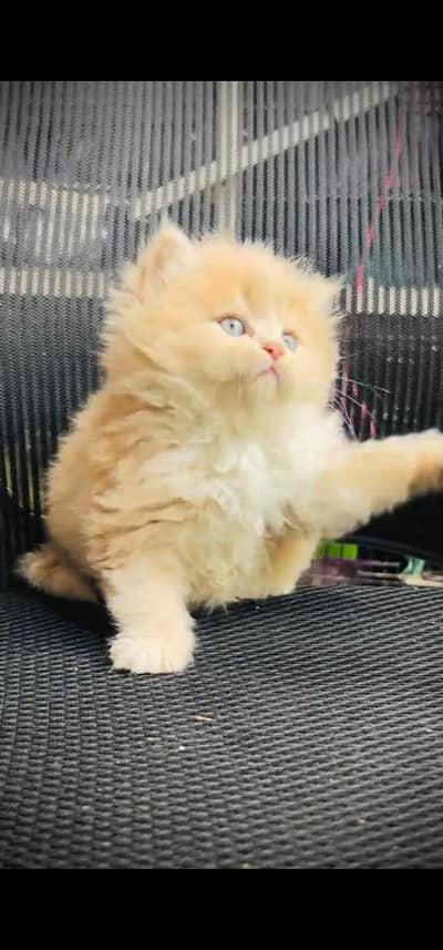 Quality Persian Punch face cat & kitten is03194866952Whatsapp