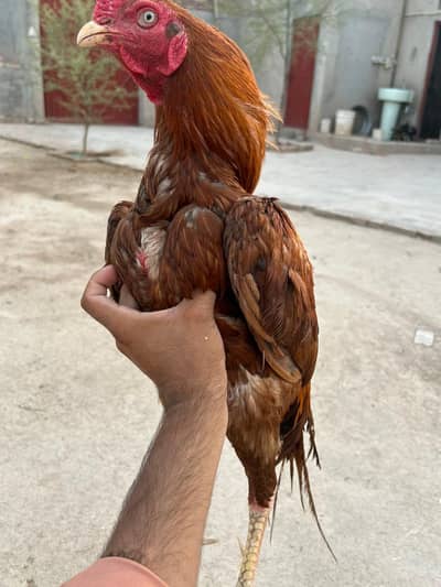 Assel  Urgent Sale