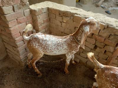 Kheera Bakra For Sale