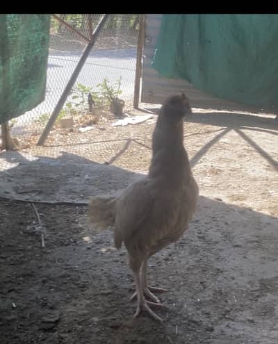 Heera Aseel